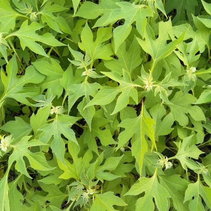 

SAHABATANI Ready daun insulin segar 1 kg