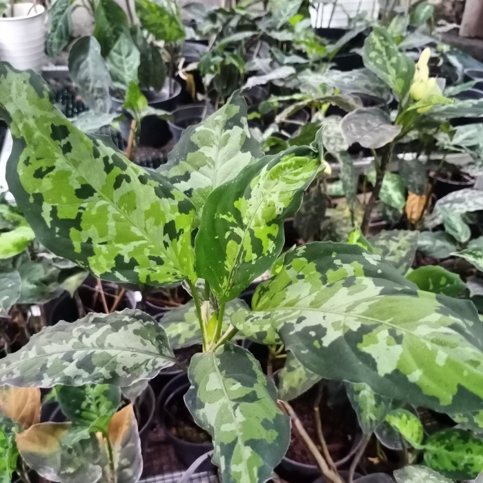 aglonema pictum tricolor