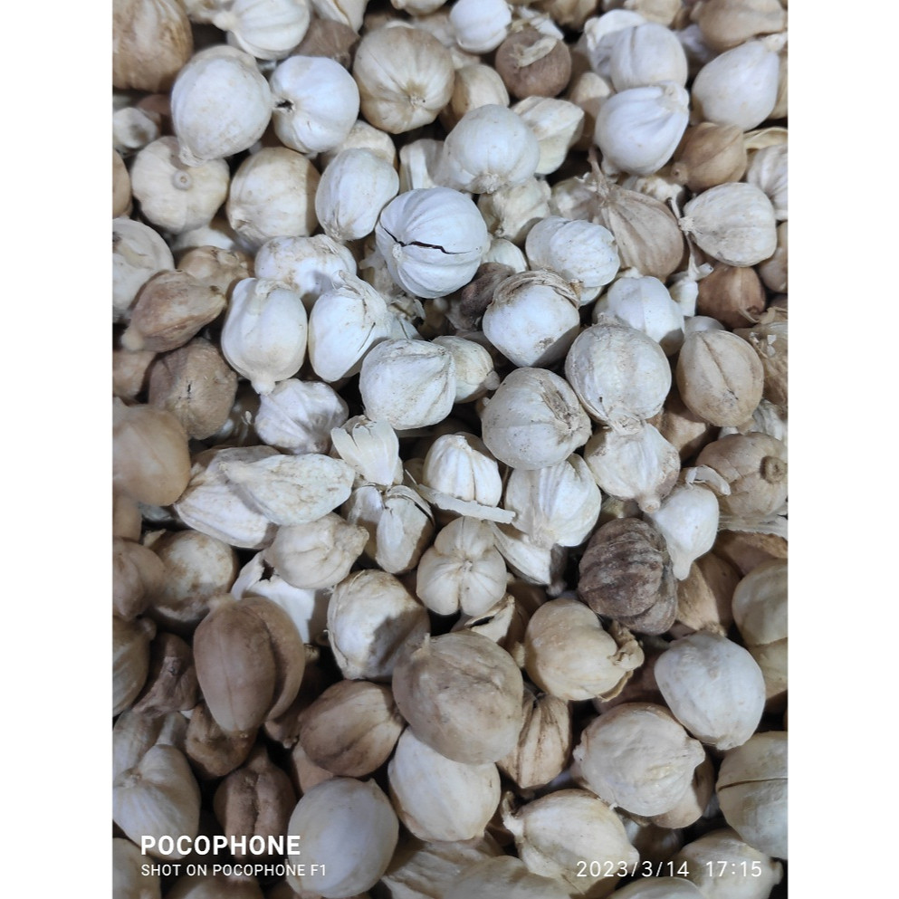 

Kapolaga/Kapulaga Kering Padang Grade A