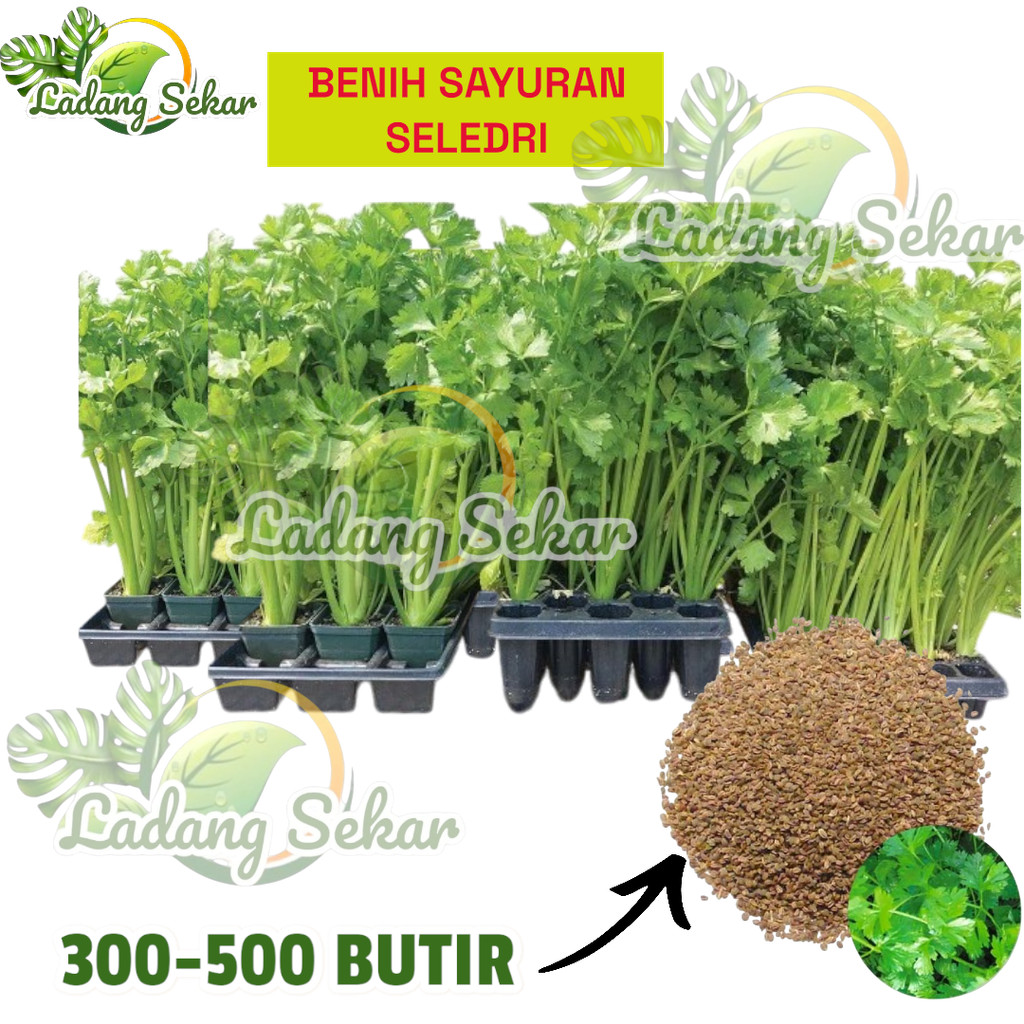 300-500 BUTIR Benih Seledri -+ 400 Butir + Benih Unggulan Seledri Siap Tanam + Benih Sayuran Hidropo