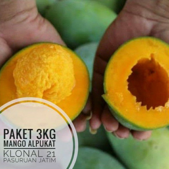 

BUAH MANGGA ALPUKAT KLONAL 21 PAKET 3KG UDBUAH 3 SAUDARA