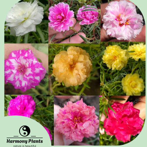 stek krokot bunga krokot sutra warna warni - Putih