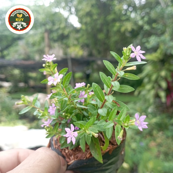 taiwan beauty ungu Tanaman Hias Taiwan Beauty Bunga Ungu Tanaman Taiwan Beauty