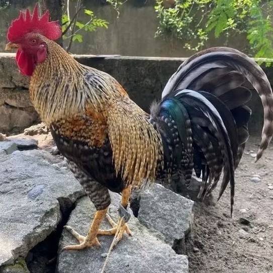 

telur ayam philipin import asli bisa untuk di tetaskan