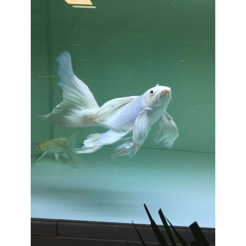 __ ikan koi slayer platinum size 20-25cm berkulitas Grade A Cantik PROMO