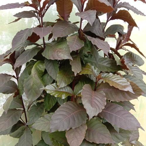 

Daun ungu segar 500 gram asli organik - Daun Handeuleum