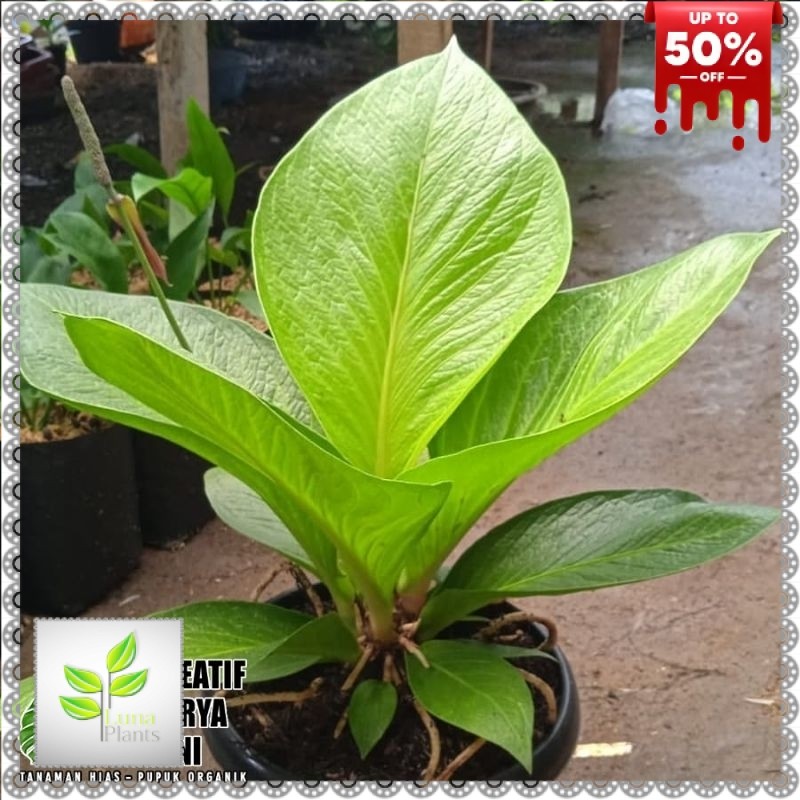 Anthurium jemani cobra catalog - Anturium cobra katalog