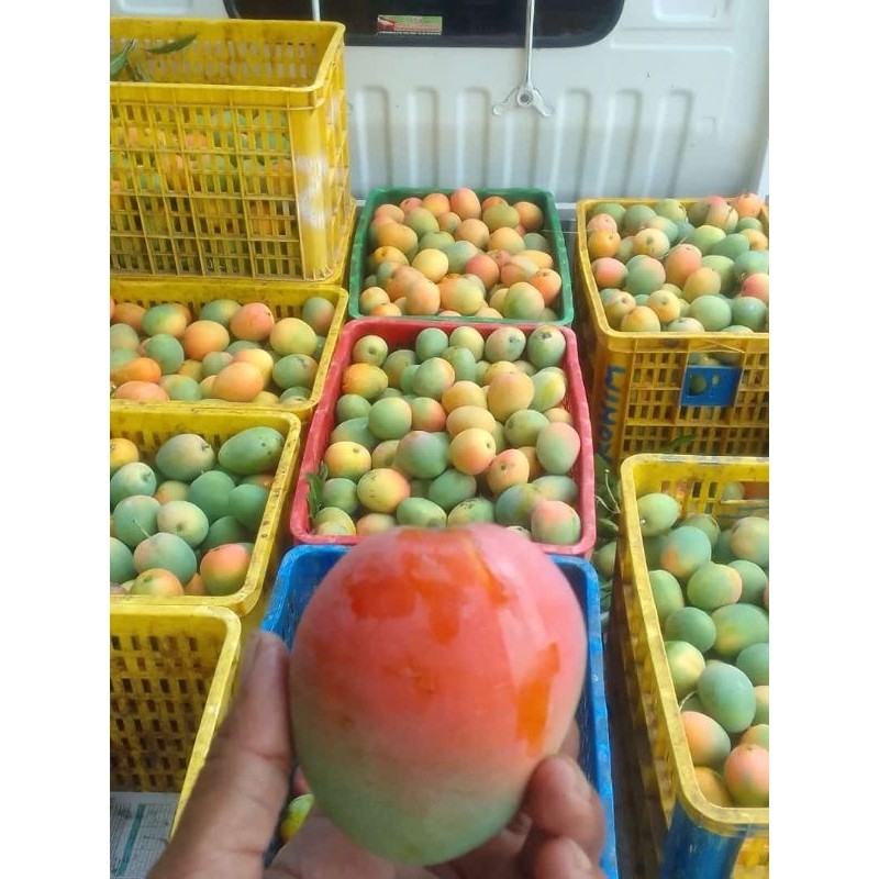 

PROMO AMBYAR mangga gedong gincu fresh asli cirebon 1kg TERBAIK