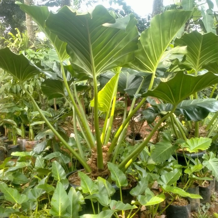 pohon Philo marble besar /marbel jumbo/marbel ukuran besar