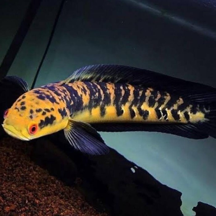 CHANNA MARU YELLOW SENTARUM JUMBO BERKUALITAS SORTIR