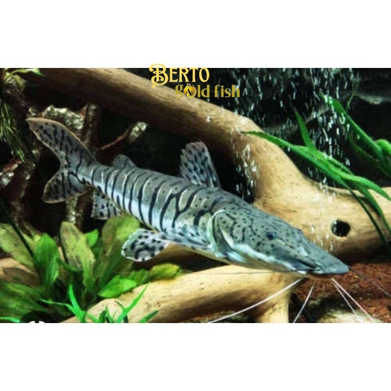 hiasan aquarium TSN leopard catfish size 12 CM GARANSI DOA tankmate tankmatefish kebutuhan aquarium