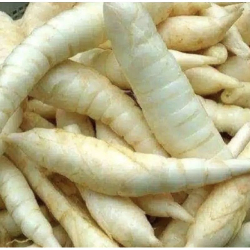 

Umbi garut fresh 500 gram - umbi terigu segar COD (B_S)