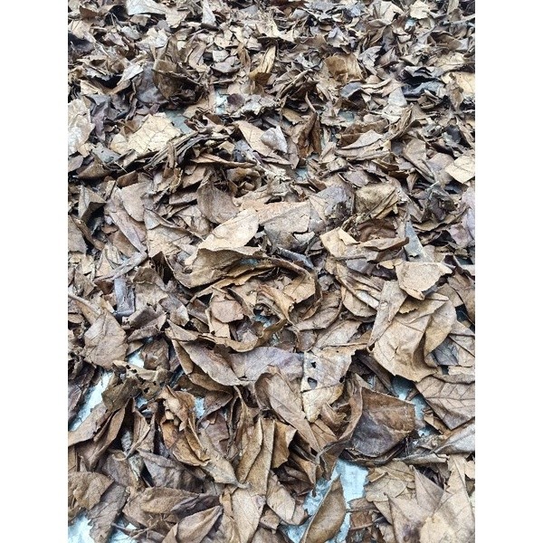 Daun ketapang Olahan minimal beli 10 lembar BETTA MS