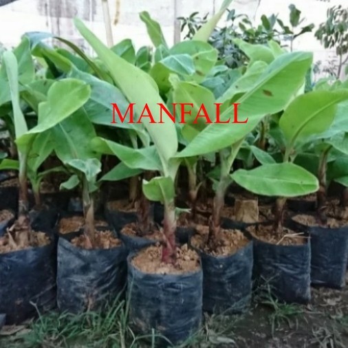 pohon pisang sunpride bibit tanaman pisang sunprais