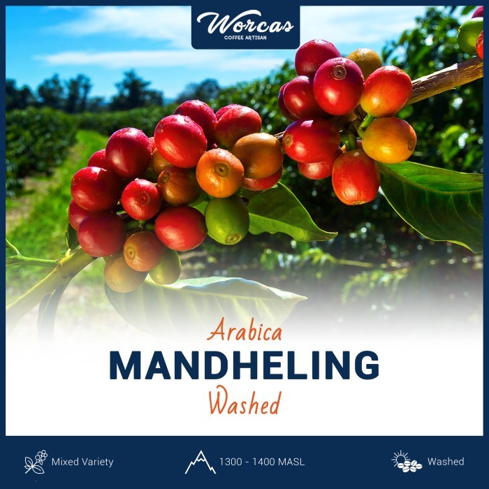 

Sumatra Mandheling Arabica Green Bean 1Kg (Biji Kopi Mentah)