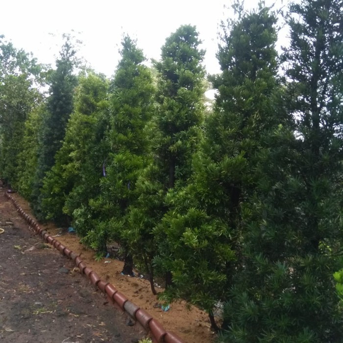 Pohon Lohansung Taiwan Ukuran 3mtr Batang Besar 14cm