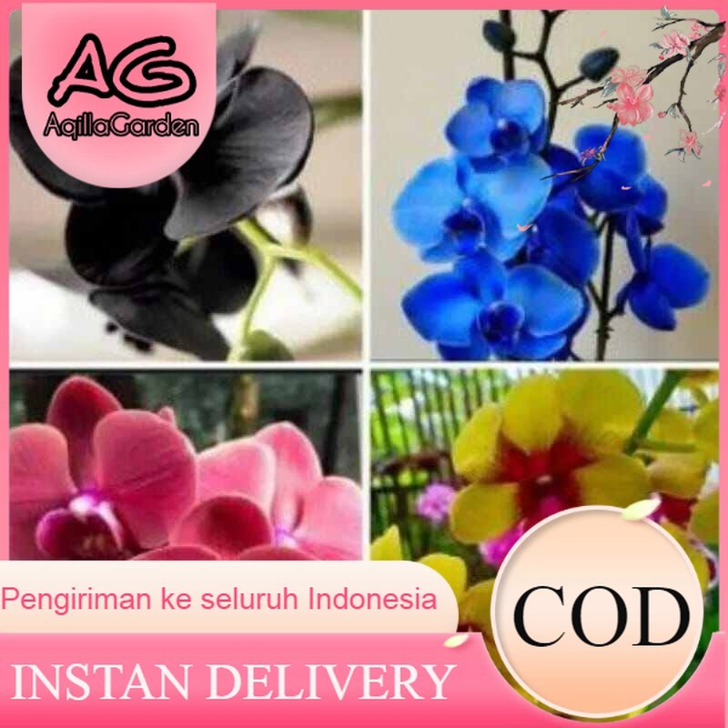 Paket 4 Anggrek Dendrobium seedling - bunga Anggrek Dendrobium