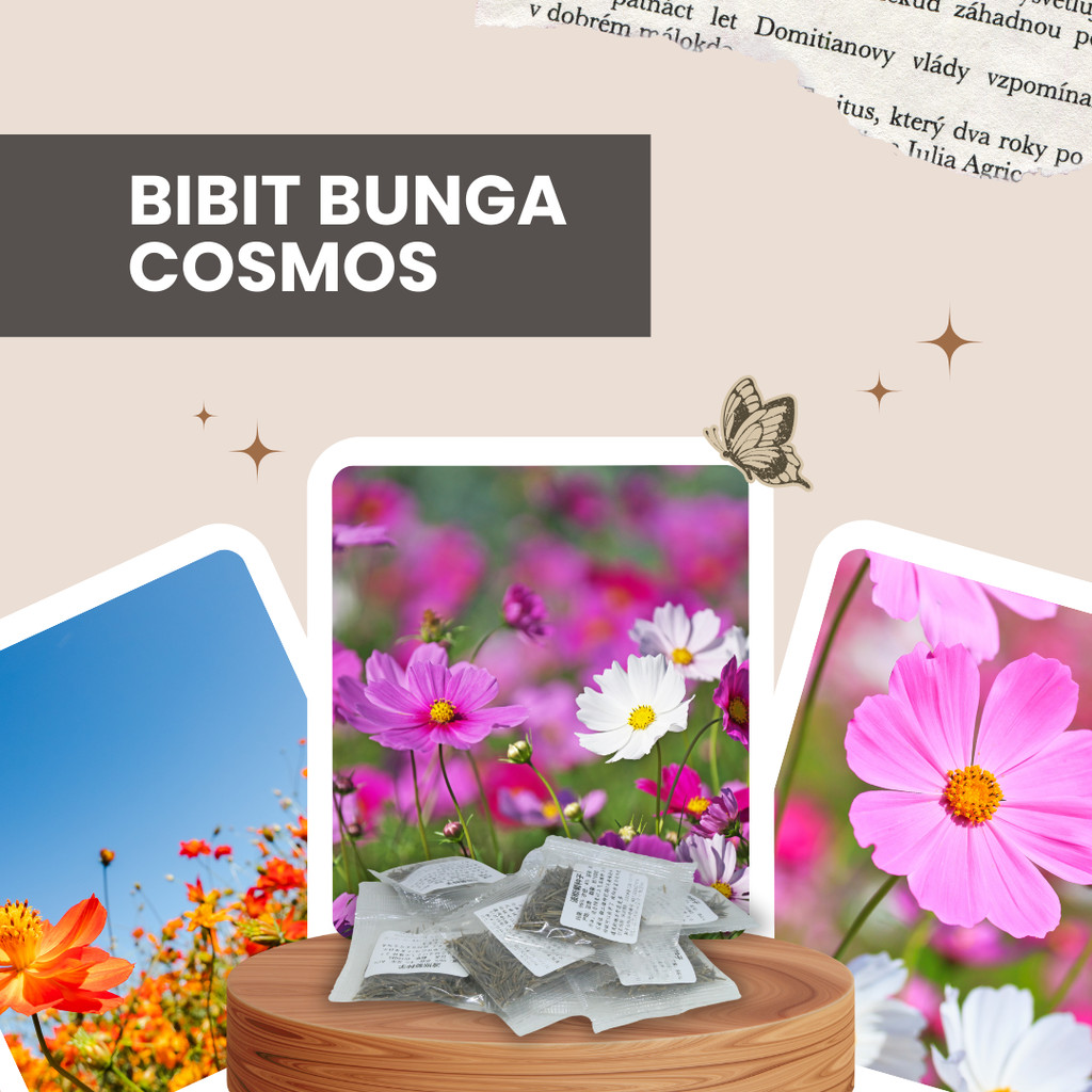 Benih Bibit Biji Tanaman Hias Bunga Cosmos Krisan Mesir Per 5gr 100 Biji/pack dan Bunga Krisan Delma