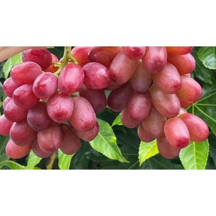 

Anggur Red Shine Muscat 1,5kg