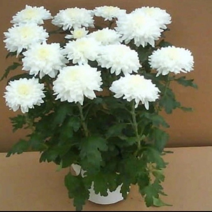 tanaman hias bunga hidup / bunga krisan putih