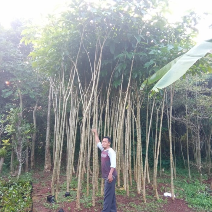 Pohon Tabebuya Pink Rosea Daun Besar tinggi 3-4 meter