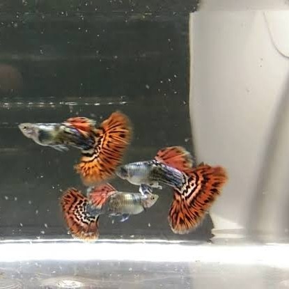 Ikan Hias Guppy Platinum Red Ivory - Betina