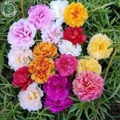 STEK BUNGA KROKOT TUMPUK LOKAL MIX WARNA