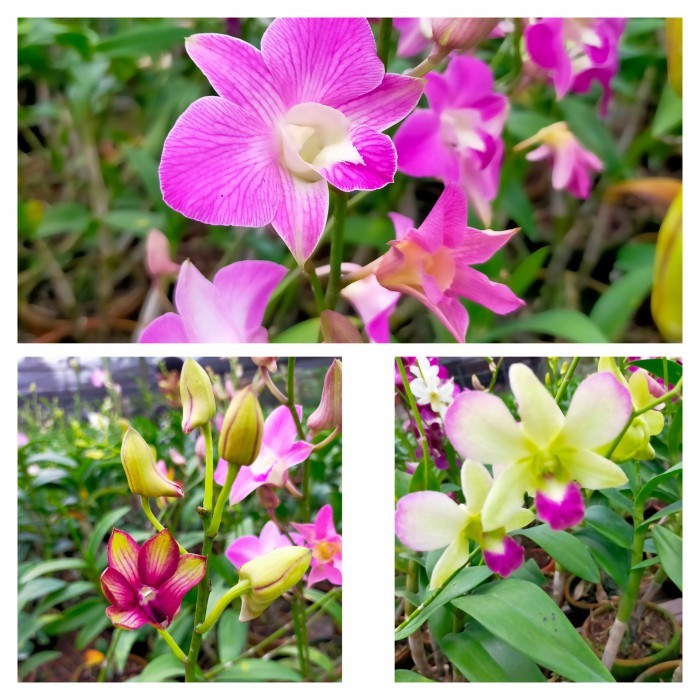 anggrek dendrobium sudah berbunga kenop spike paket 3