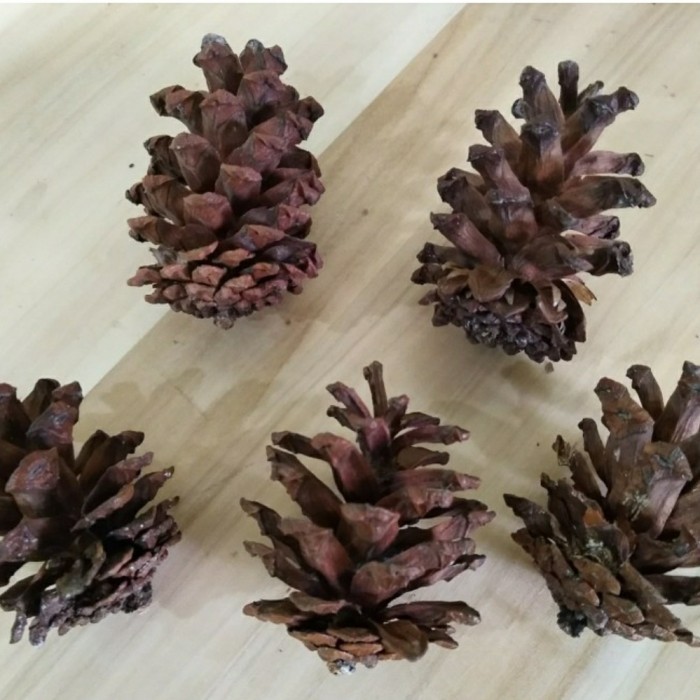 

Buah pinus kering / hiasan natal / buah den 50 pcs ukuran beda2