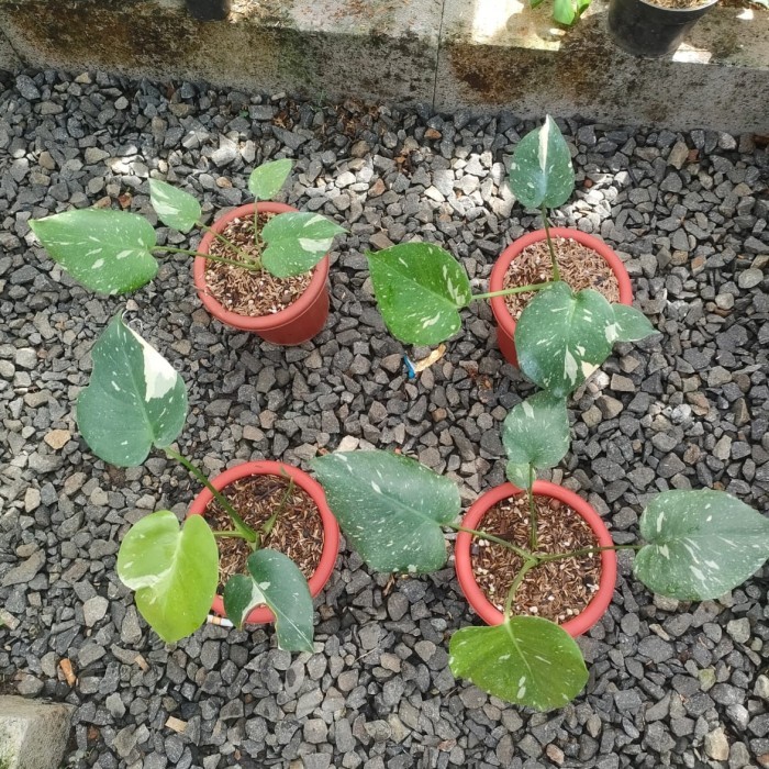 tanaman monstera thai constellation variegata / monthai