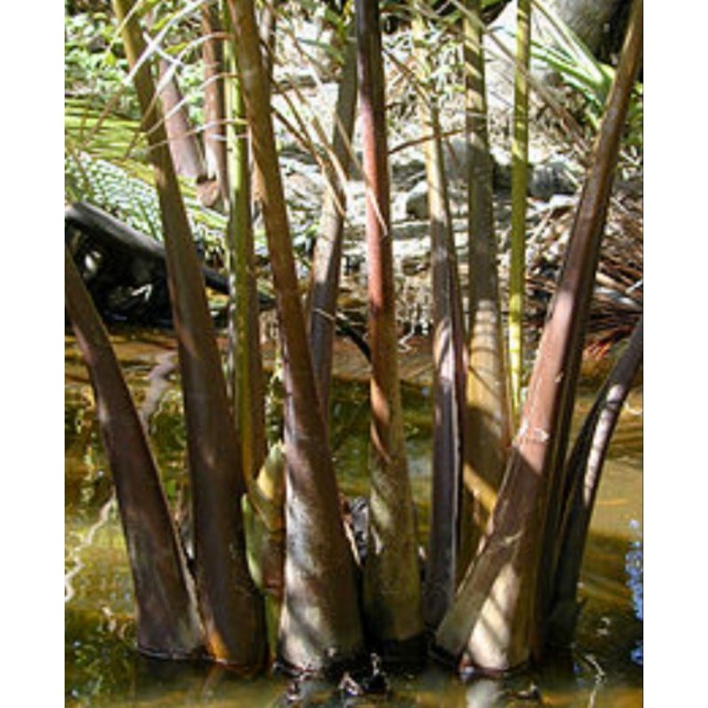 Pelepah pohon nipah pohon daon panjang 60 cm