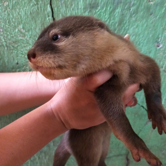 

SALE -otter berang berang