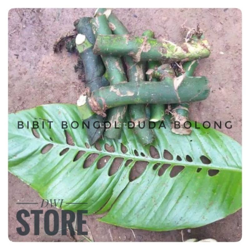 Bongol Duda Bolong Rapidhopora / Bibit raphidopora epidenrum duda bolong setek batang