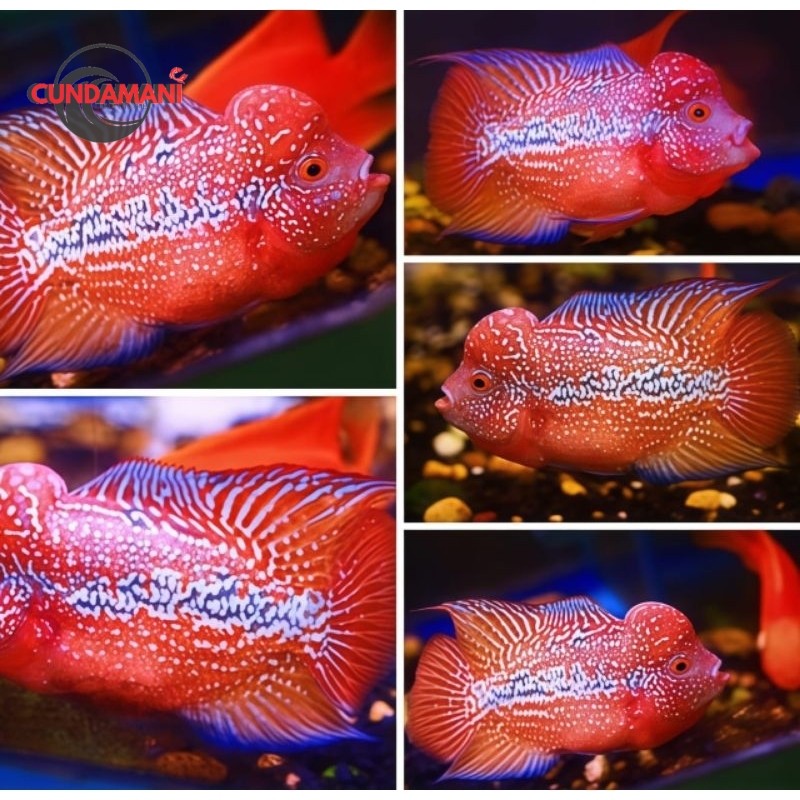 New Launching Burayak Super Red Cencu Louhan Jenong Marking Panjang 3-4 cm high quality