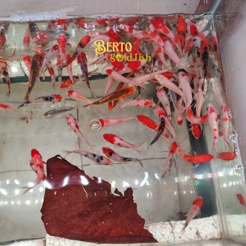 Hiasan kolam bibit koi blitar size 6-7 cm grade a minim beli 5 bree bisa cod
