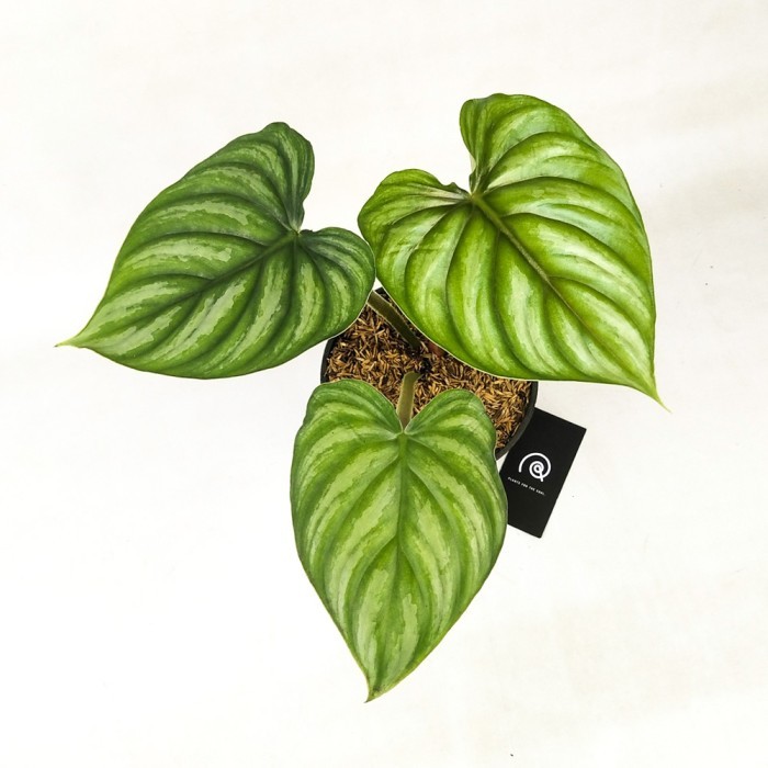 philodendron plowmanii/Tanaman Hias/Indor Plant - Round Form
