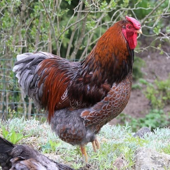 

Fertil Telur ayam bantam chocin / telur ayam hias / telur fertil siap kirim