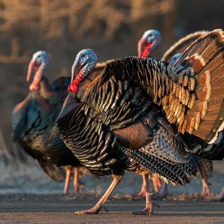 

Fertil Telur ayam kalkun jumbo / telur ayam hias / telur fertil siap cod
