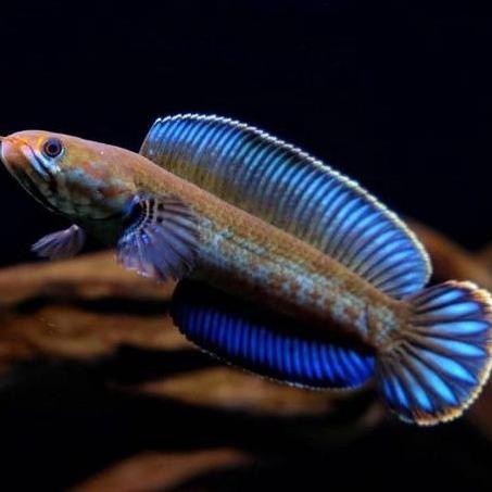 Murah KHR100 ikan chana andrao baby/anakan/full pelet KHR