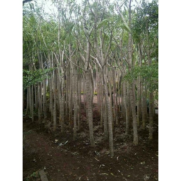 Tanaman Hias pohon tabebuya bunga merah Red 2 meter