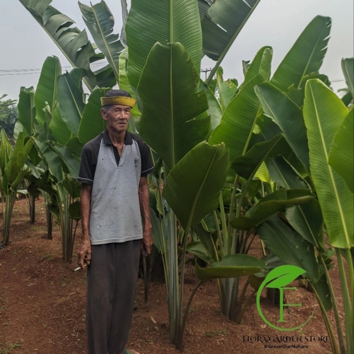 Tanaman Hias Pisang Kipas Tinggi 2 Meter - Pohon Pisang Kipas Tinggi 2 Meter - Pisang Kipas