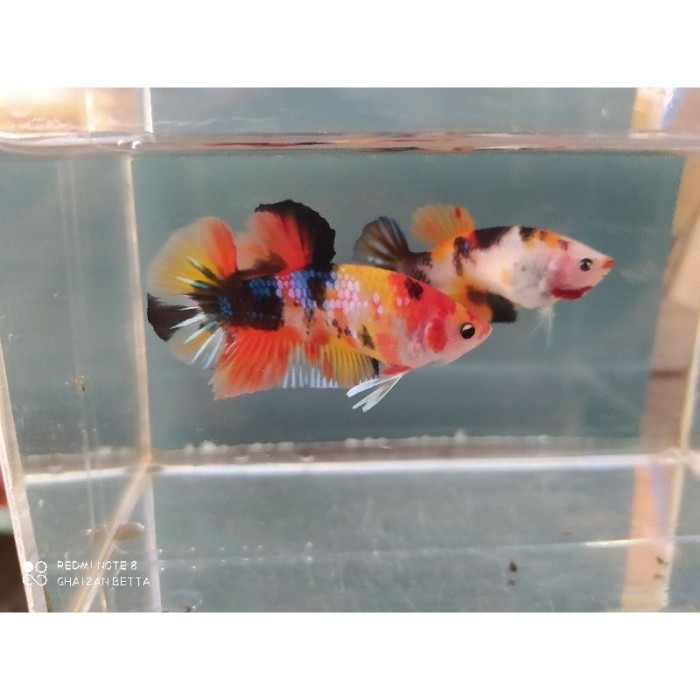 IKAN  SEPASANG NEMO ORANGE BASE YELLOW BASE GALAXI MULTY COLOUR
