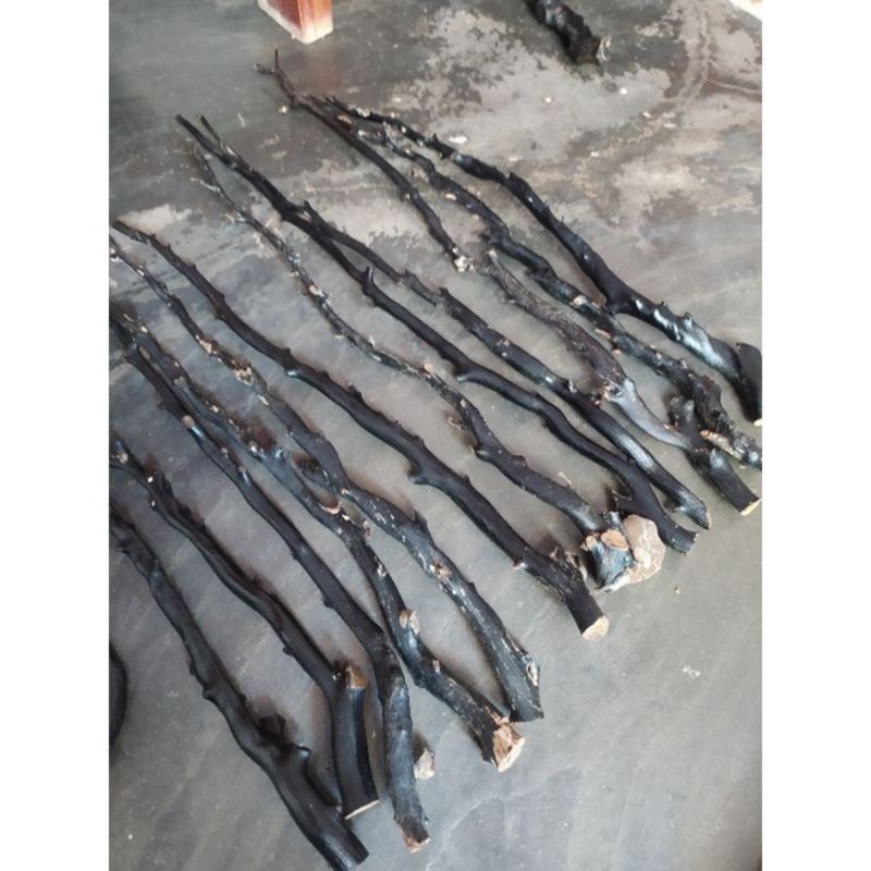 POHON BATANG AKAR BAHAR SUPER BULAT TEBAL SEJEMPOL BAHAN GELANG