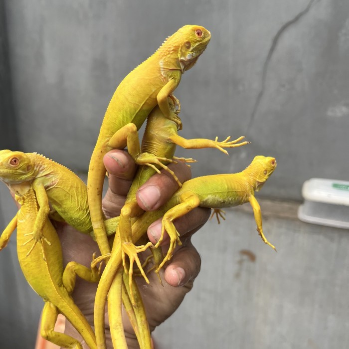 SALE -iguana albino - Albino
