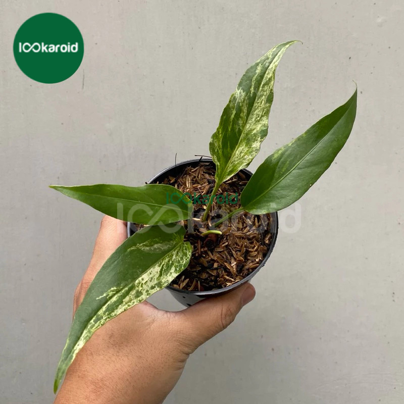 Tanaman Hias Anthurium Gelombang Cinta Variegata | Gelcin Varigata