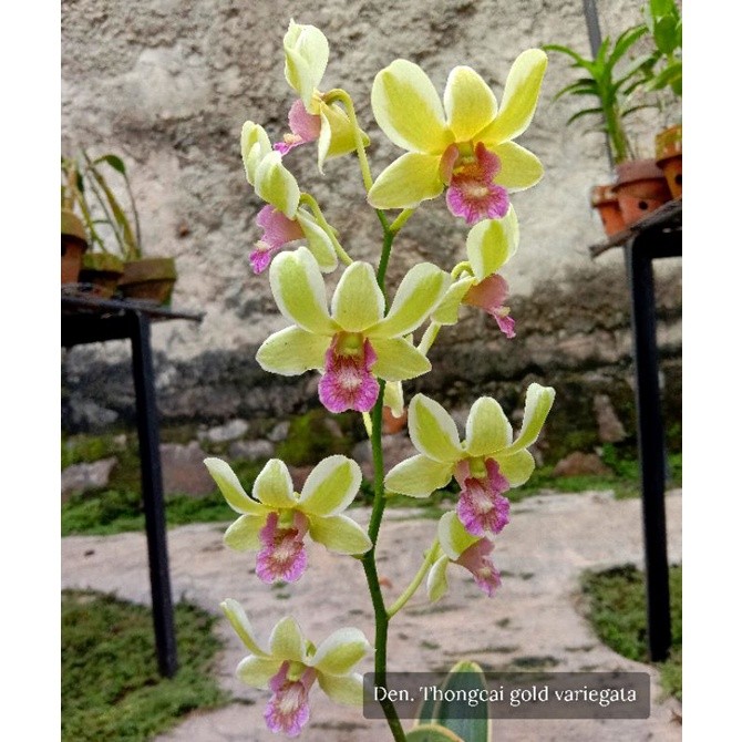 Tanaman Anggrek Dendrobium Variegata 2 Varian