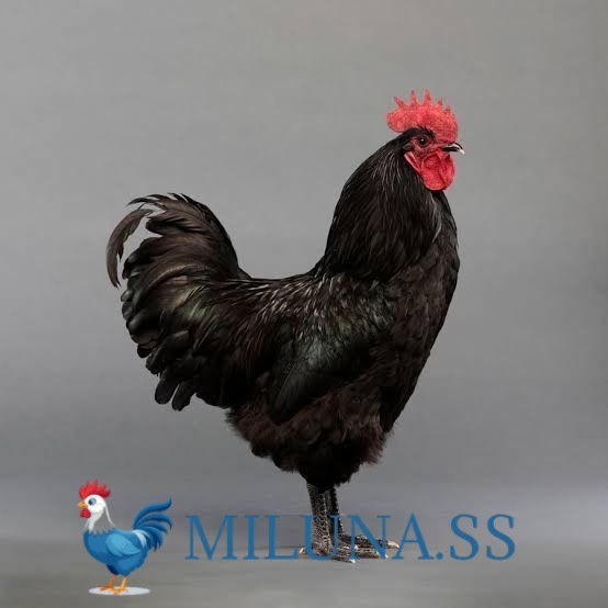 

FERTIL TELUR AYAM hias black australorp siap ditetaskan