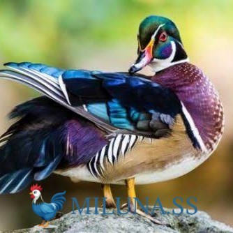 

FERTIL TELUR AYAM bebek hias caroline duck bisa ditetaskan Langsung