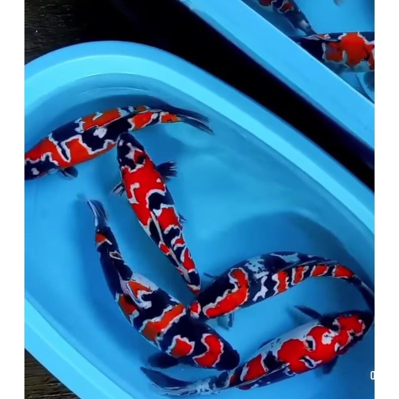 paket 10 koi5/8 cm bonus pelet terlaris