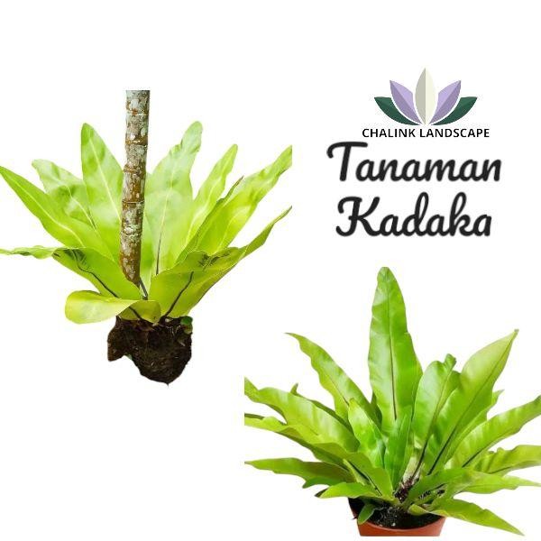 Tanaman hias kadaka tempel - Kadaka sarang burung - Tanaman hias kadaka sarang burung